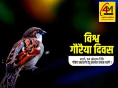 विश्व गौरैया दिवस: घटती गौरैया की संख्या पर बढ़ी चिंता, संरक्षण के लिए देशभर में अभियान तेज