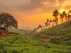 केरल का मुन्नार: सूर्योदय और सूर्यास्त देखने के लिए प्रकृति प्रेमियों की पहली पसंद