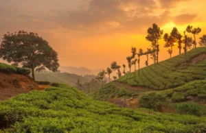 केरल का मुन्नार: सूर्योदय और सूर्यास्त देखने के लिए प्रकृति प्रेमियों की पहली पसंद