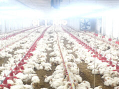 महासमुंद: बिहान की ‘उड़ान’, एयर कंडीशनर पोल्ट्री फार्म से महिलाएं कमा रहीं लाखों