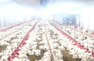 महासमुंद: बिहान की ‘उड़ान’, एयर कंडीशनर पोल्ट्री फार्म से महिलाएं कमा रहीं लाखों