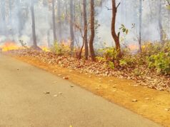 कारपावंड वन क्षेत्र के जंगल में लगी आग, वन विभाग की तत्परता से पाया गया काबू