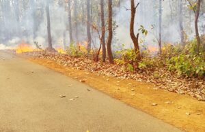 कारपावंड वन क्षेत्र के जंगल में लगी आग, वन विभाग की तत्परता से पाया गया काबू