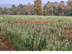 ग्राम पंचायत त्रिपुरी में लगभग 5 एकड़ में अवैध अफीम की खेती का भंडाफोड़, कुसमी पुलिस की दबिश