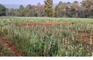 ग्राम पंचायत त्रिपुरी में लगभग 5 एकड़ में अवैध अफीम की खेती का भंडाफोड़, कुसमी पुलिस की दबिश