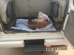 कबीरधाम के जंगल से भटका हिरण बरगा गांव में घायल, ग्रामीणों ने बचाकर वन विभाग को सौंपा