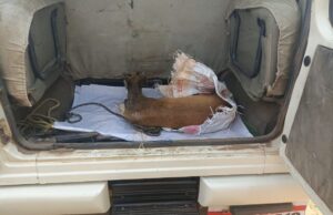 कबीरधाम के जंगल से भटका हिरण बरगा गांव में घायल, ग्रामीणों ने बचाकर वन विभाग को सौंपा