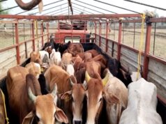 विष्णु के सुशासन में भी नही थम रहा गौ तस्करी, उठ रहे सवाल ये कैसा सुशासन