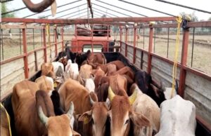 विष्णु के सुशासन में भी नही थम रहा गौ तस्करी, उठ रहे सवाल ये कैसा सुशासन