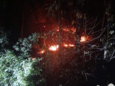 गौरलाटा के जंगलों में धधकती आग, वन्य जीवों की मौत – जिम्मेदार कौन