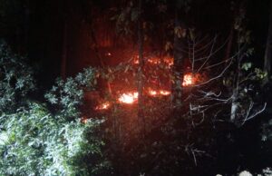 गौरलाटा के जंगलों में धधकती आग, वन्य जीवों की मौत – जिम्मेदार कौन