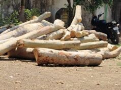 शाला परिसर में सरकार द्वारा प्रतिबंधित पेड़ों की लकड़ी का ढेर, जिम्मेदारो पर उठे गंभीर सवाल