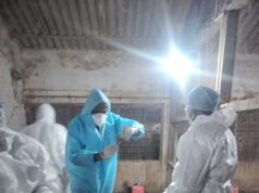 बर्ड फ्लू नियंत्रण में प्रशासन सक्रिय : 22 हजार से अधिक पक्षियों का नष्टीकरण