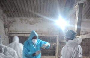 बर्ड फ्लू नियंत्रण में प्रशासन सक्रिय : 22 हजार से अधिक पक्षियों का नष्टीकरण