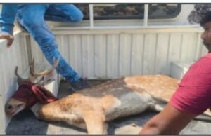 जंगल से भटककर गांव पहुंचा 12 सिंगों वाला हिरण, वन विभाग की सतर्कता से बची जान