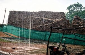 ग्राम भूलसी कला में लापरवाही उजागर, हजारों क्विंटल धान बारिश में भीगा, किसानों की मेहनत पर संकट