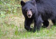 छत्तीसगढ़ में भालू के हमले से ग्रामीण की मौत, जंगल में मिला शव