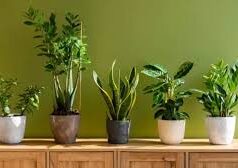 जन्मतिथि के अनुसार चुनें अपना लकी पौधा, सही दिशा में रखने से बढ़ सकती है सकारात्मक ऊर्जा