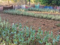 छत्तीसगढ़ में 17 दिन में पांचवीं बार अफीम की खेती का खुलासा, सब्जियों की बाड़ी में छिपाकर उगाई जा रही थी फसल