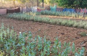 छत्तीसगढ़ में 17 दिन में पांचवीं बार अफीम की खेती का खुलासा, सब्जियों की बाड़ी में छिपाकर उगाई जा रही थी फसल