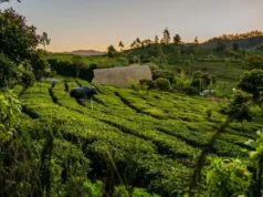 ऊटी: नीलगिरी की पहाड़ियों में बसा भारत का शांत और ठंडा हिल स्टेशन