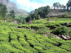 हीटवेव से राहत पाने के लिए लोगों की पहली पसंद बना Munnar, हरियाली और ठंडा मौसम खींच रहा भीड़