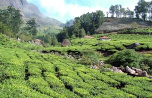 हीटवेव से राहत पाने के लिए लोगों की पहली पसंद बना Munnar, हरियाली और ठंडा मौसम खींच रहा भीड़