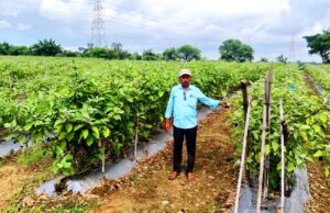 नई सोच और तकनीक ने बनाया सफल किसान, अब लहलहा रही है खुशहाली सरकारी योजना का सही उपयोग, खेती बनी फायदे का सौदा