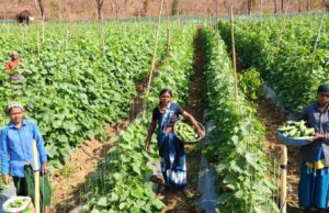 खीरा की खेती से बदली सुभद्रा की जिंदगी बिहान योजना से बनी लखपति दीदी