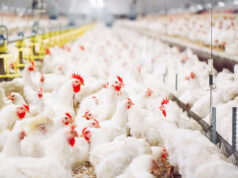 बिलासपुर में बर्ड फ्लू पर नियंत्रण: सतर्कता ही सुरक्षा की कुंजी