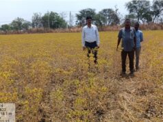 कुसुम की खेती किसानों के लिए बनी फायदेमंद