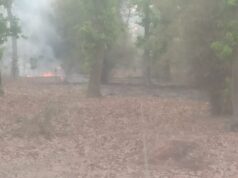 आग में जंगल, नवजात पौधे जलकर-स्वाहा– मौन विभाग का काला सच।