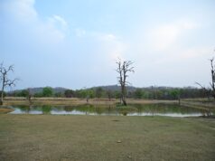 बारनवापारा अभयारण्य :पानी और आवास प्रबंधन का मिसाल, जल प्रबंधन की नई पहल से वन्यजीवों को मिला सहारा