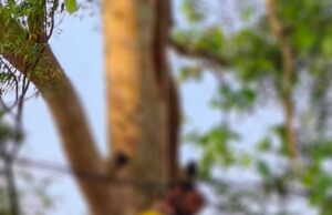 पेड़ पर लटकता मिला युवक का शव। क्षेत्र में शोक की लहर