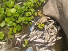 कोरबा नदी में मृत मिली सैकड़ो मछलियां, शिकार के बारूद विस्फोट की आशंका,यहां से कॉलोनी में पीने लिए पानी होता है सप्लाई
