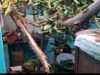 कुसमुंडा में आंधी-तूफान का कहर: विशाल पेड़ गिरने से तीन मकानों को भारी नुकसान, परिवार बाल-बाल बचे