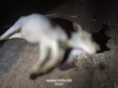 ओवरस्पीड हाईवा की चपेट में आई गाय, मौके पर मौत — ग्रामीणों में भारी आक्रोश