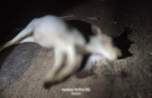 ओवरस्पीड हाईवा की चपेट में आई गाय, मौके पर मौत — ग्रामीणों में भारी आक्रोश