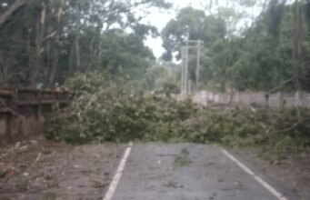 तेज आंधी और बारिश से कुसमुंडा क्षेत्र में भारी नुकसान, कई जगह पेड़ और बिजली खंभे गिरे