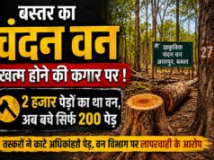सुरक्षा के नाम पर डकार गए 10 लाख और बचा नहीं पाए बेशकीमती चंदन के पेड़ भी!