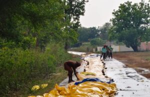 बारिश से भीगा ग्रामीणों का सुखाया हुआ मक्का