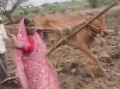 लातूर से आई दिल दहला देने वाली खबर, बैल की मौत के बाद बेबस पत्नी बनी दूसरा बैल, गरीबी की इस भयानक तस्वीर ने पूरे देश को हिलाकर रख दिया