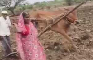 लातूर से आई दिल दहला देने वाली खबर, बैल की मौत के बाद बेबस पत्नी बनी दूसरा बैल, गरीबी की इस भयानक तस्वीर ने पूरे देश को हिलाकर रख दिया
