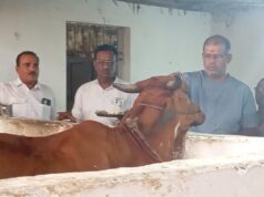बागेश्वर गौ सेवा धाम ने धूमधाम से मनाया 8वां स्थापना दिवस: गौ माता की महाआरती कर खिलाया छप्पन भोग