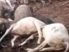 छत्तीसगढ़ में हादसों का दौर जारी: रायगढ़ में दीवार गिरने से महिला की मौत, धमतरी में आकाशीय बिजली से 40 मवेशियों की जान गई
