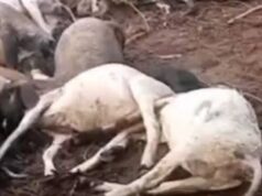 छत्तीसगढ़ में हादसों का दौर जारी: रायगढ़ में दीवार गिरने से महिला की मौत, धमतरी में आकाशीय बिजली से 40 मवेशियों की जान गई