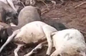 छत्तीसगढ़ में हादसों का दौर जारी: रायगढ़ में दीवार गिरने से महिला की मौत, धमतरी में आकाशीय बिजली से 40 मवेशियों की जान गई