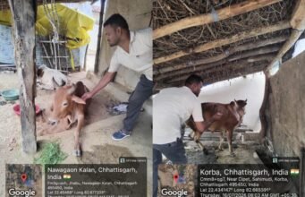 बारिश के मौसम में समय पर टीकाकरण बना पशुधन की सुरक्षा का मजबूत कवच