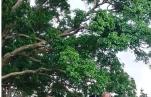 राष्ट्रीय एकता दिवस पर सामरी थाना में वृक्षारोपण, साइबर व यातायात सुरक्षा का दिया संदेश