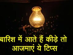 बारिश में घर में उमड़ते कीड़ों से छुटकारा पाने के आसान घरेलू उपाय, नीम-कपूर से लेकर सिरके तक असरदार नुस्खे